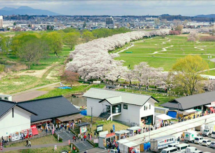 Tenshochi’s row of cherry trees with beautiful pink blossoms as seen from Jingaoka. (Photo courtesy of Kitakami Tourism Promotion Office)