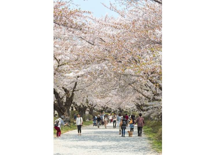 ▲ The wide, relaxing road of sakura