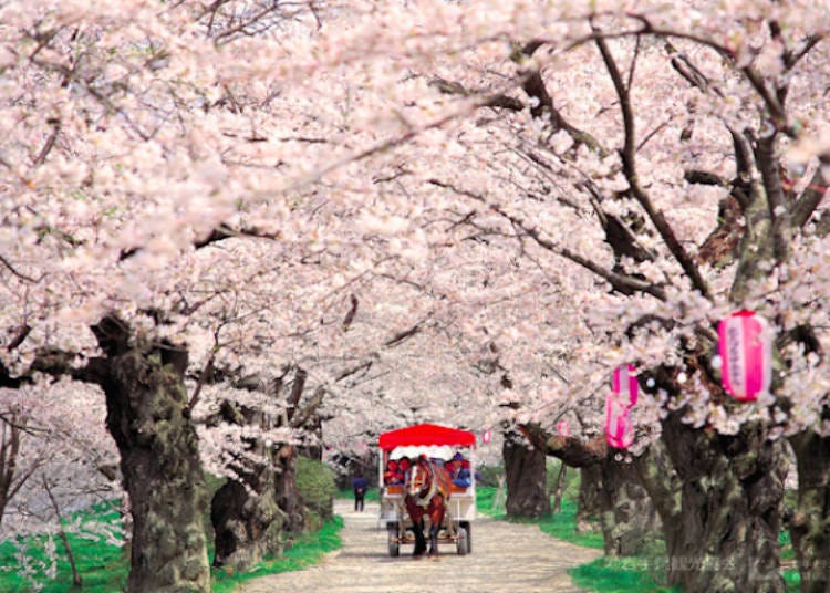 ▲ Carriages pass through the cherry blossom tunnel formed by Yoshino cherry trees (Photo courtesy of Kitakami Tourism Promotion Office)