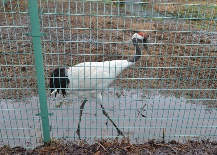 ▲An affectionate Japanese crane walking along the fencing.