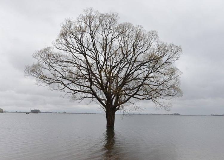 ▲從湖底長出來的「鶴田的Mother Tree」創造出一個神秘的風景。