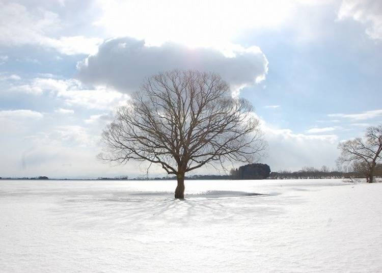 ▲冬天結凍的湖面，照映著樹的影子。