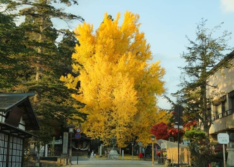 ▲As you approach the shrine along its main path, you can see an overwhelmingly large tree to the right, with a height of thirty meters and a 7.7-meter circumference. (Photo taken in mid-November)