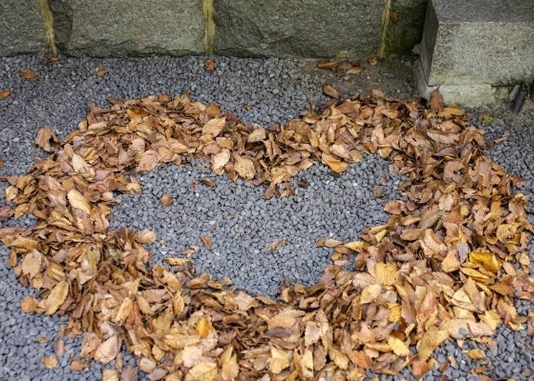 ▲Fallen leaves arranged into a heart!