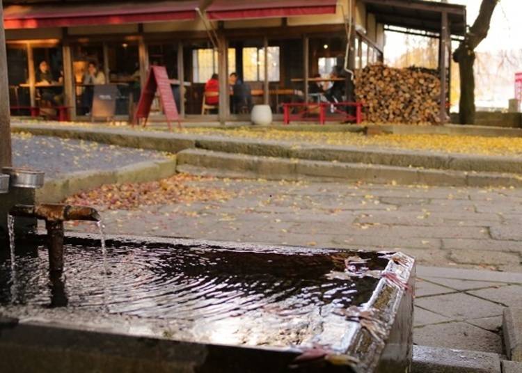 ▲Around mid-November, the ground in front of the café is scattered with leaves from the ginkgo tree.