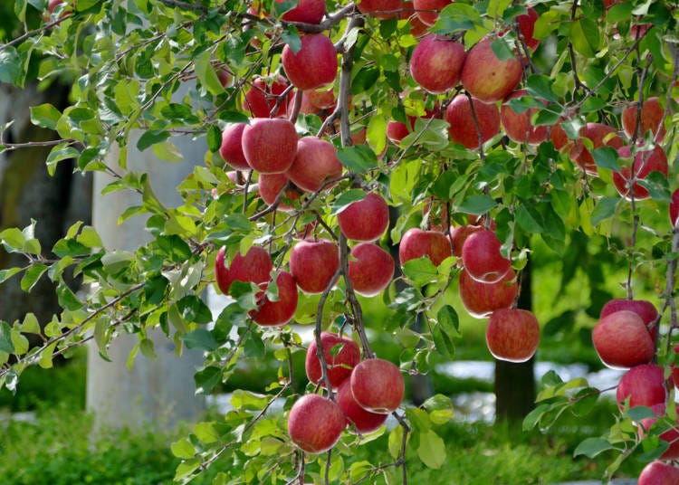 5. Taste the best apples in Japan