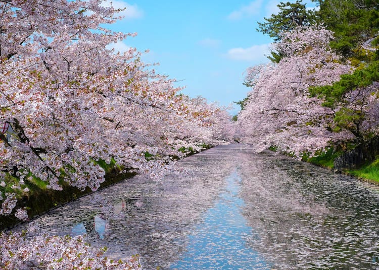 1．日本を代表する弘前の桜でお花見をする