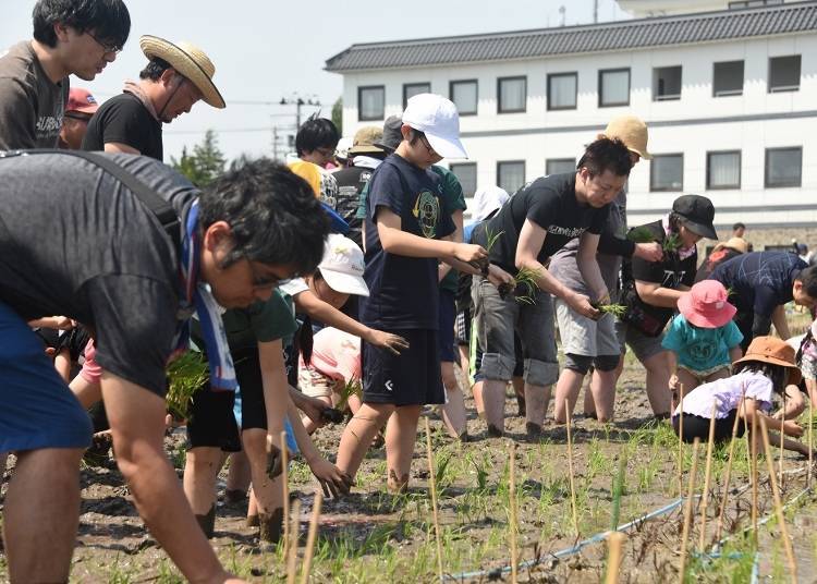 照片提供：田舍館村企劃觀光課