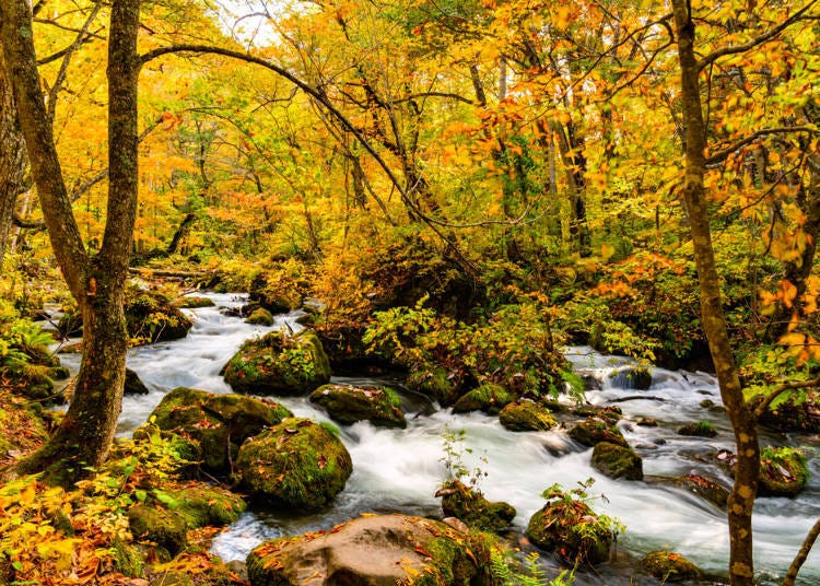 Oirase Stream, where autumn leaves are in full color