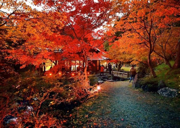 When illuminated, the red autumn leaves look even more fantastic. Photo courtesy of Nango Kakko-No-Mori Echoland