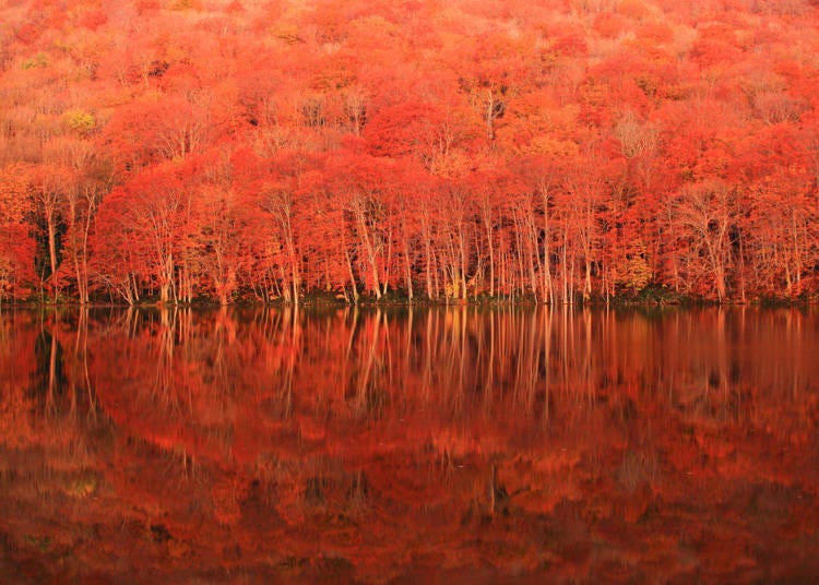 湖面に紅葉が浮かぶ早朝の蔦沼