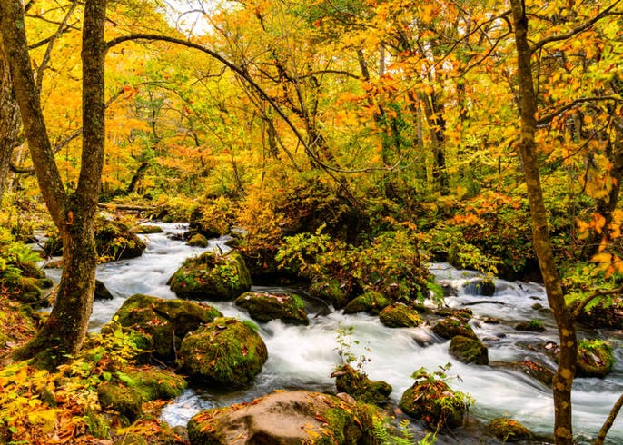 21年 青森県の紅葉スポット 見頃10選 蔦沼 奥入瀬渓流など絶景ぞろい Live Japan 日本の旅行 観光 体験ガイド