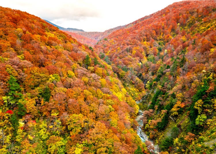 色鮮やかな紅葉の白神山地