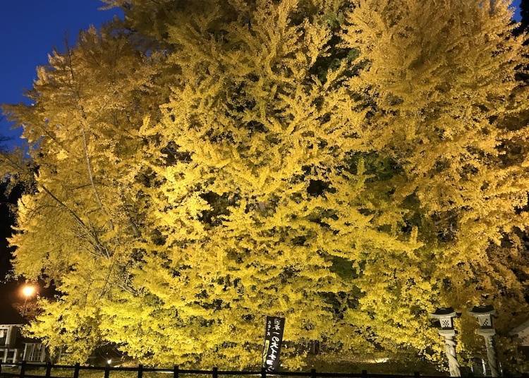夜間點燈的北金澤「Big Yellow」。照片提供：深浦町