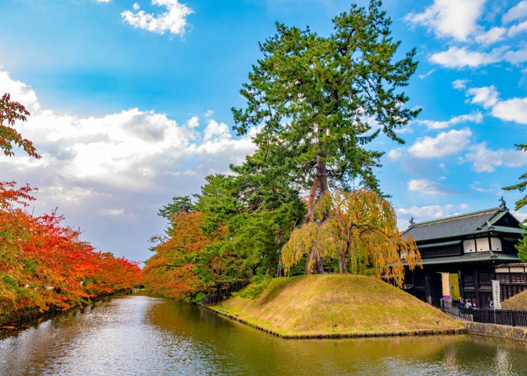 弘前公園的追手門入口附近，葉子轉紅的櫻花樹！