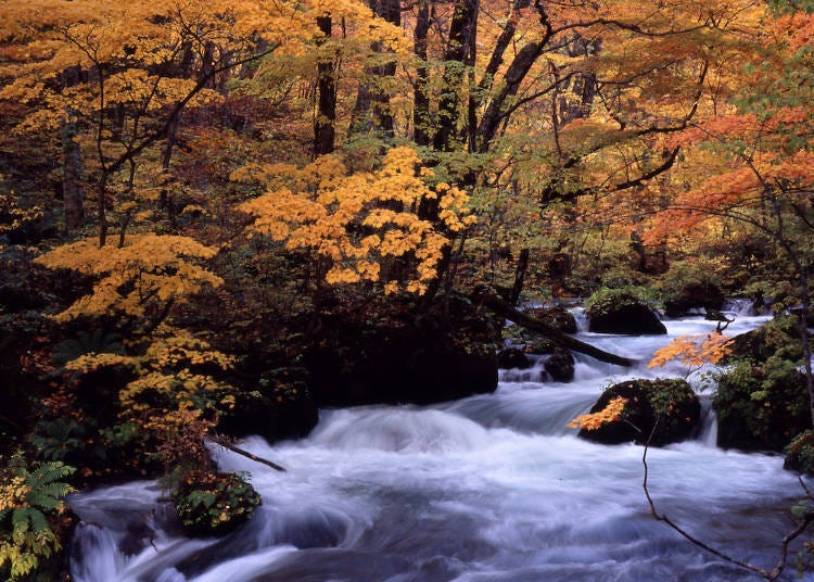 A collaboration shot between the stream and the beautiful autumn leaves (Photo provided by General Incorporated Association Lake Towada National Park Association)