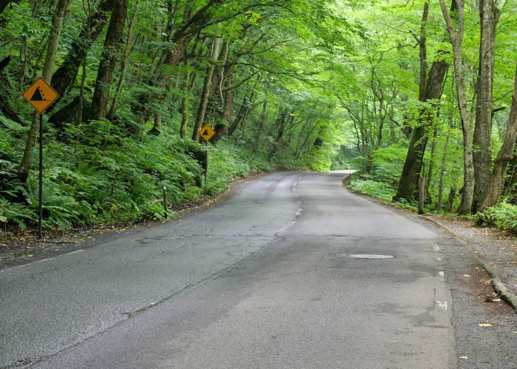 Advance along the green tunnel with ease on a bicycle