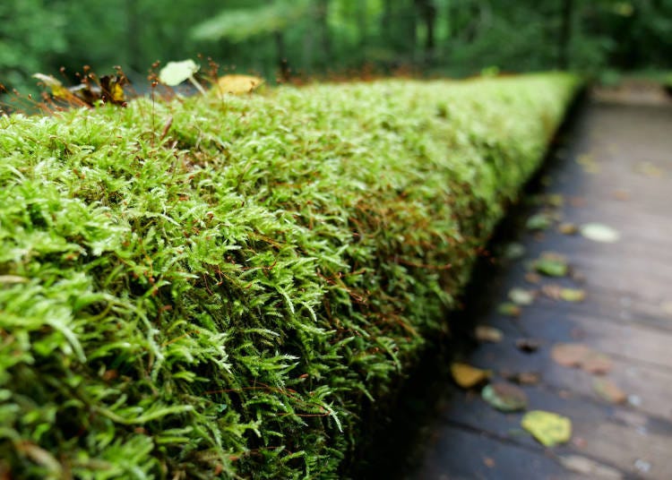 The moss is so popular that there are people who tour the area with a magnifying glass in hand to observe nature up close