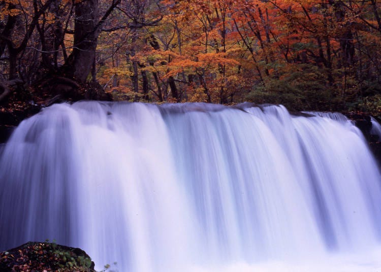 The color contrast with the bright autumn colors is beautiful (Photo provided by General Incorporated Association Lake Towada National Park Association)