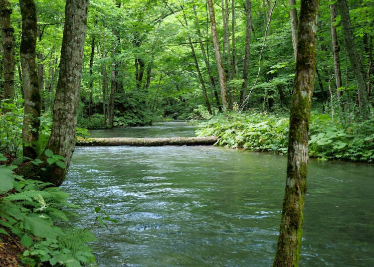 夏天的奧入瀨溪流充滿著生機與活力的綠意