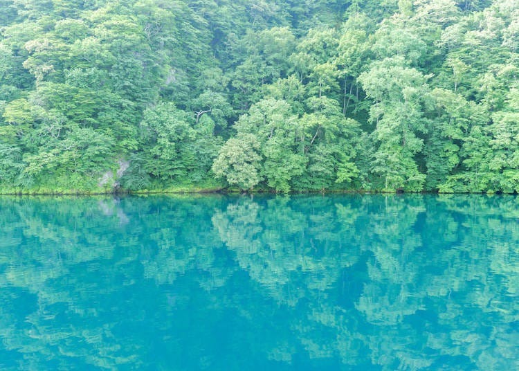 Beautiful trees reflected on the surface of Lake Towada