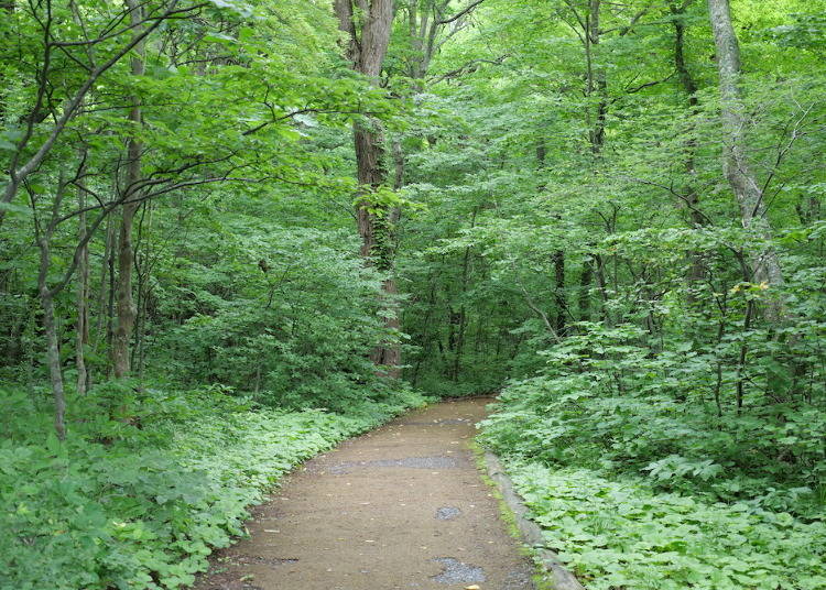 The road to Towada Shrine