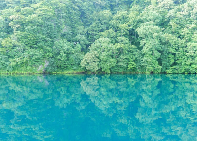 照應著湖畔樹木的美麗十和田湖