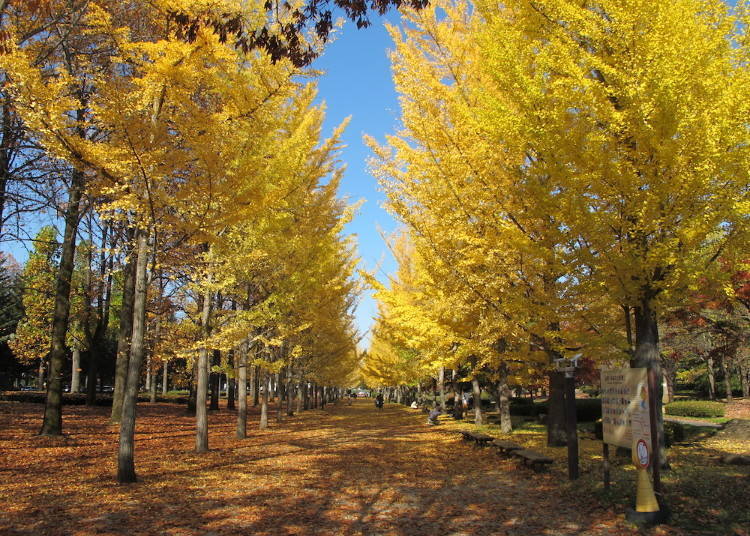 8. Yamagata Prefectural General Sports Park: Golden tree-lined road and carpet of leaves