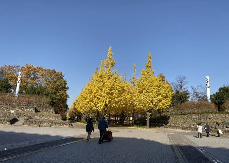 1. Azuma Sports Park: Beautifully lit up Ginko trees in autumn