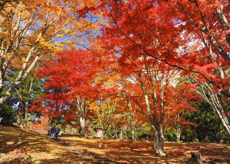 5.「土津神社」紅色的楓葉地毯令人感動