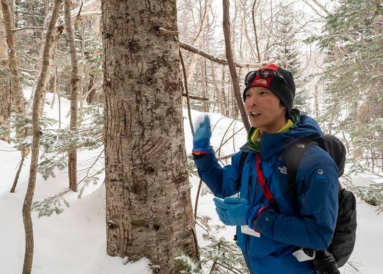 A brown bear left claw marks on this tree!