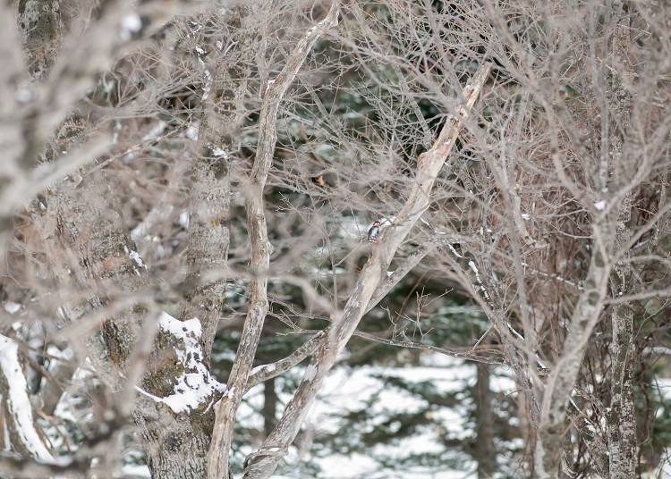 Look at how cute the Great Spotted Woodpecker is.