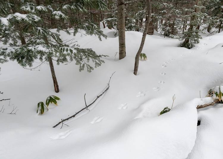雪のおかげでエゾリスの足跡もくっきり