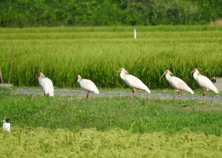 3：トキの森公園で佐渡の自然が育む「トキ」に会おう！