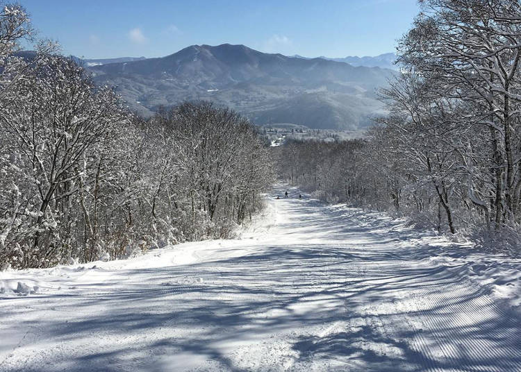 滑行于优美日本山毛榉树林旁的「Alpen Blick Gelande（アルペンブリックゲレンデ）」（照片提供：池之平温泉滑雪场）