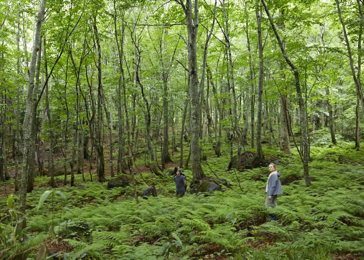 Step inside a mysterious fantasy-like world of lush greenery!