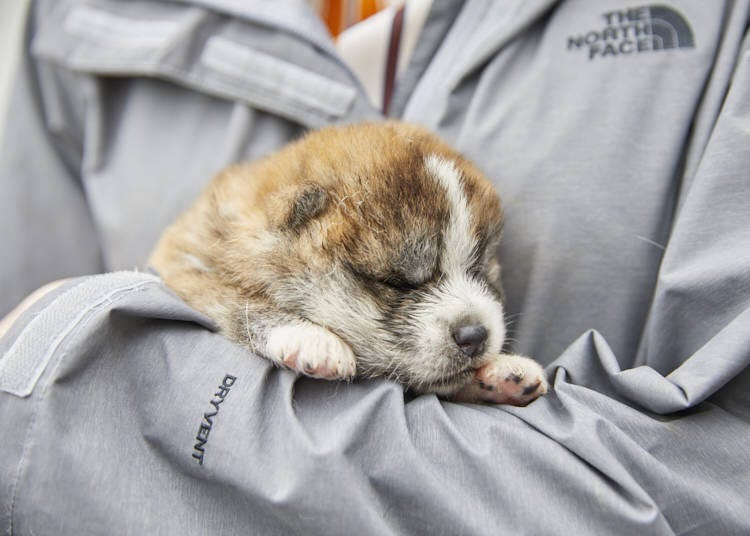 A unique experience of holding a 14-day-old puppy.