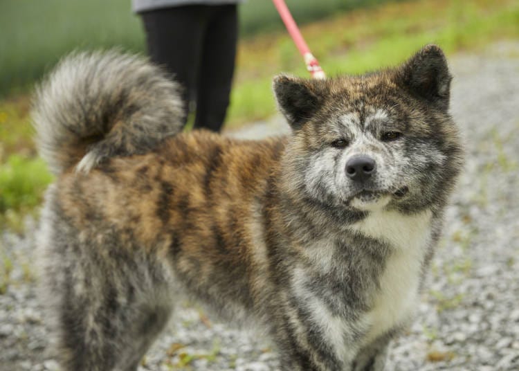 ■2日目：秋田犬とのふれあい体験～白神山地の人気スポット「十二湖」へ