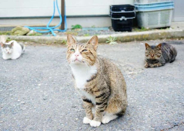 Tashirojima Island: Visiting Cuddly Cat Island in Japan Watched Over by the Cat God