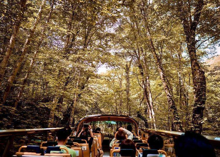 Kouyou Premium Open Bus Tour: Enjoy Breathtaking Autumn Foliage at Oirase Gorge on this Special Bus Tour!