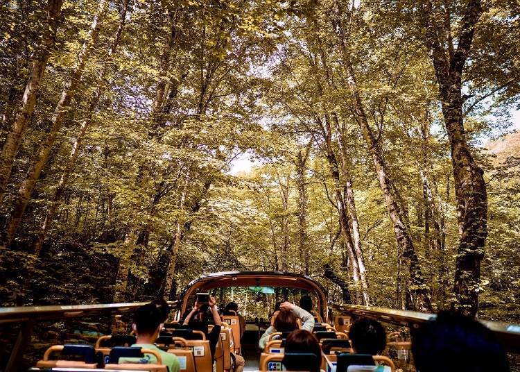 What is the Kouyou Premium Open Bus Tour?