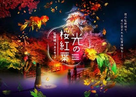 青森弘前城不只櫻花可看！秋季限定的「光之櫻紅葉」光雕展現正舉辦中