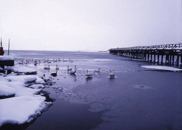 Although their numbers have decreased in recent years, swans sometimes gather near the mouth of the river