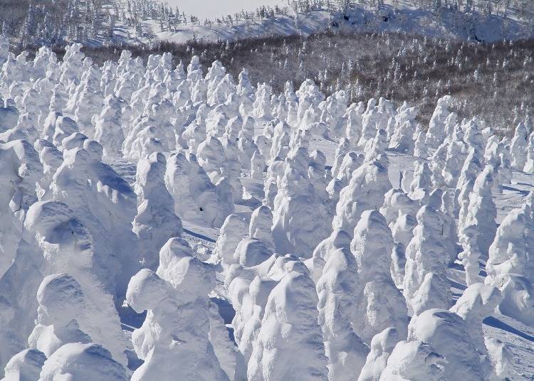 Locals often refer to these frozen trees as ‘snow monsters!’