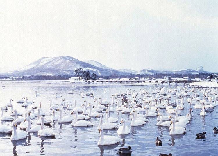 7. Asadokoro Kaigan -  Majestic Migrating White Swans