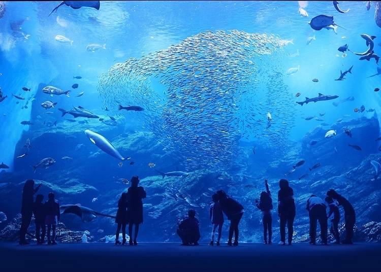 照片提供：仙台海洋森林水族館