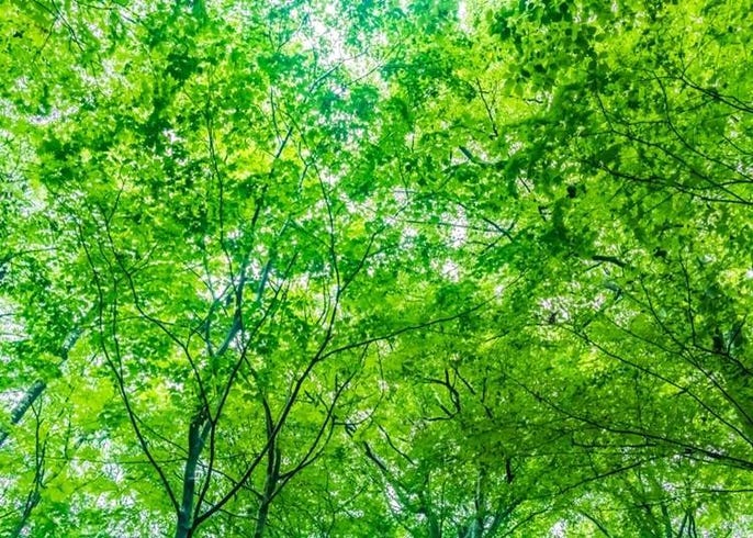 在家享受日本東北名湯入浴劑5選 把銀山溫泉 鳴子溫泉通通帶回家 Live Japan 日本旅遊 文化體驗導覽