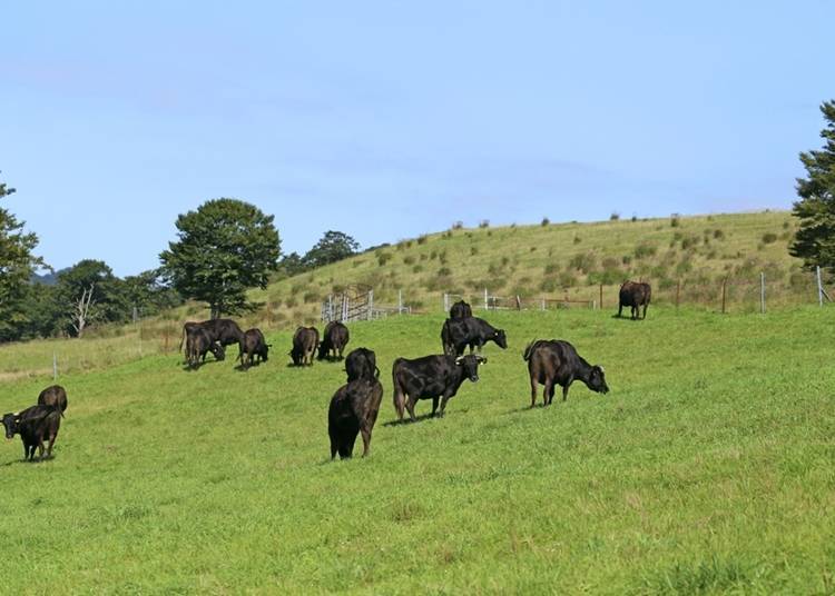 The difference between Yonezawa beef and Yamagata beef