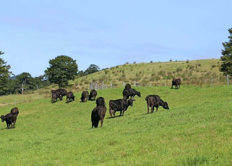 米澤牛與山形牛有什麼不同？