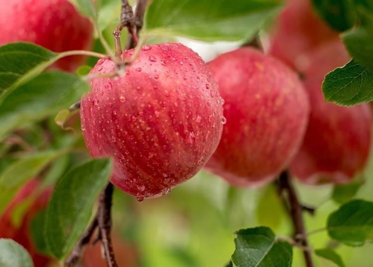 Large, beautiful Japanese apples (Aomori Prefecture)